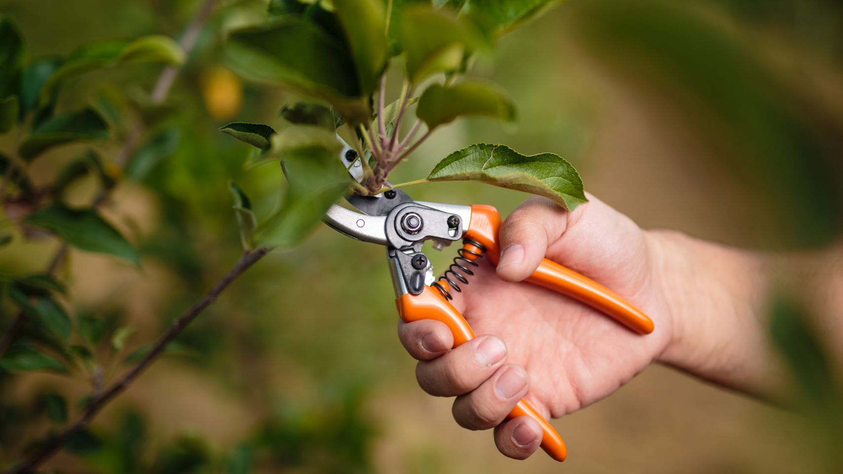 Prune Your Business to Make it Grow