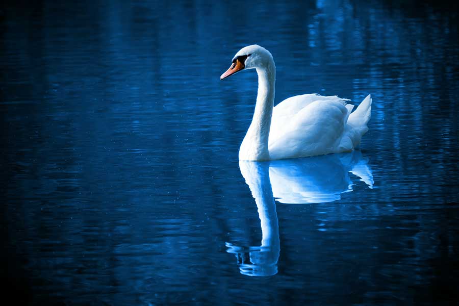 peace - swan swimming on water