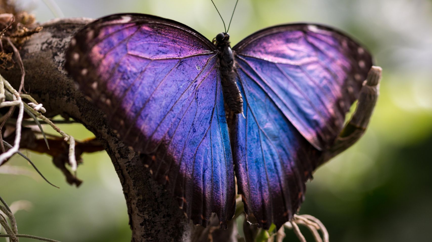 purple butterfly